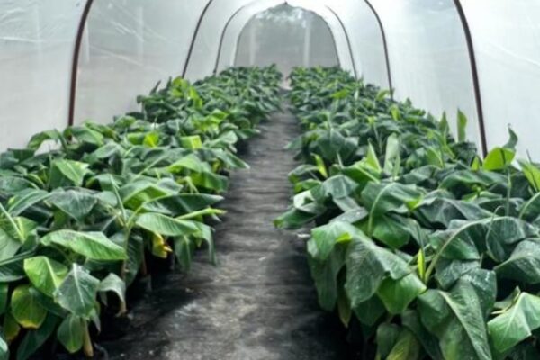 Nuevo centro de Tecnologías Agropecuarias fortalece los procesos de cultivo en el Departamento de Rivas