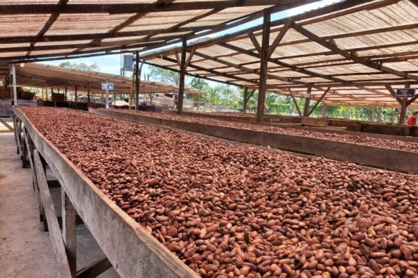 Cacao Oro, una empresa con plantaciones sostenibles certificadas