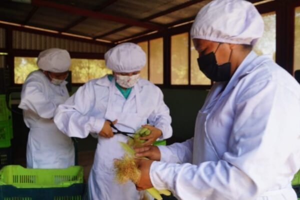 Mujeres en Chinandega aportan a la economía local a través de la producción de chilote
