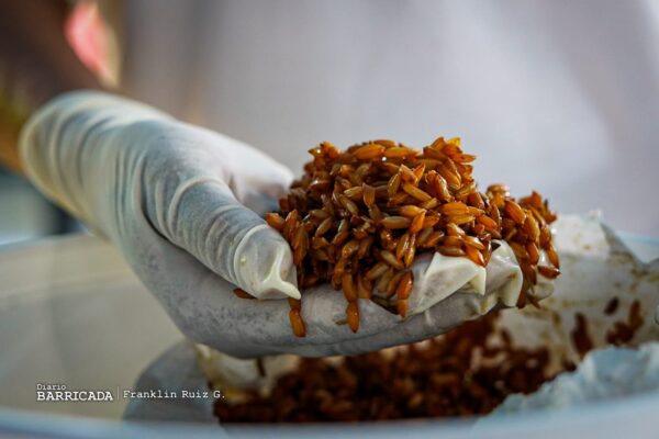 Inicia primera jornada 2023 de aplicación de biorat en Managua