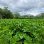 Presentan nueva variedad de frijol