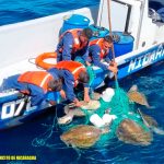 Fuerza Naval libera tortugas en El Viejo