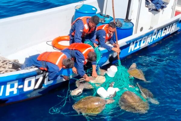 Fuerza Naval libera tortugas en El Viejo