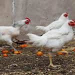 Suman 26 los casos de influenza aviar en Argentina