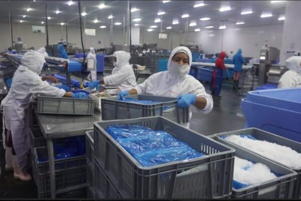 Camaronera nicaragüense se prepara para enviar gran cantidad de camarones a China