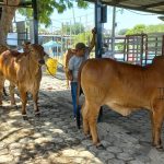 Celebrarán Ferias sobre ganadería genética bovina en 6 departamentos de Nicaragua