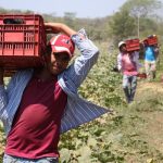 Finca Cuatro Esquinas, un buen ejemplo del uso de tecnologías agropecuarias
