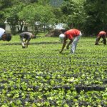 Sector Agropecuario fortaleciendo la economía familiar