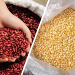 Maíz y frijol muestran buenos resultados en la siembra de primera