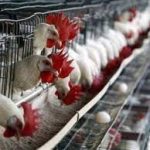 Tecnología y buenas prácticas han aportado al crecimiento del sector avícola en Nicaragua