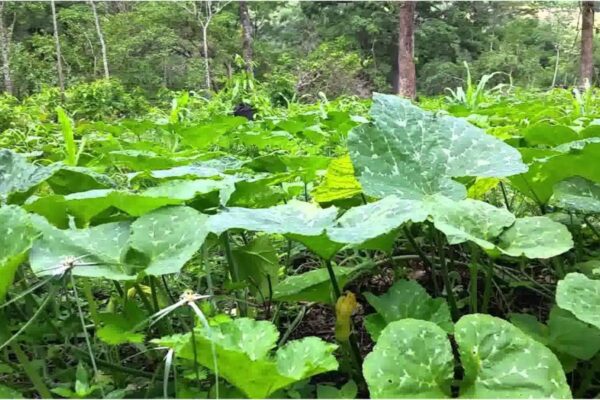 Presentan alternativas de técnicas agroecológicas para el cultivo del pipián