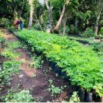 Gobierno Sandinista inauguró Nuevo vivero forestal en Estelí