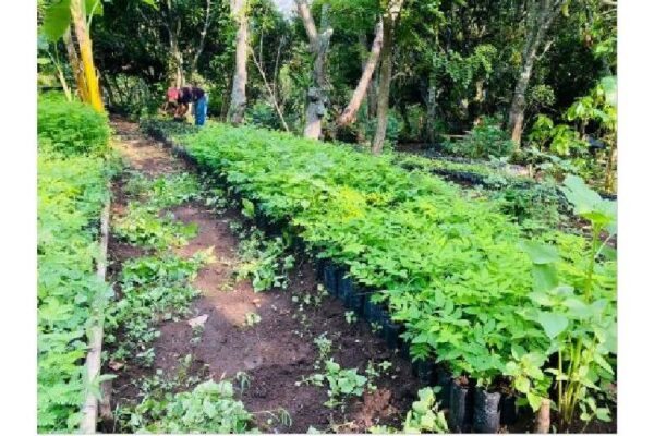 Gobierno Sandinista inauguró Nuevo vivero forestal en Estelí