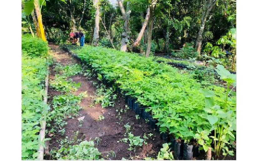 Gobierno Sandinista inauguró Nuevo vivero forestal en Estelí