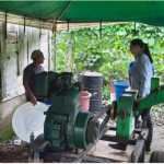 Aceite de coco un producto que cada día obtiene mayor valor agregado