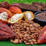 Nicaragua alcanza crecimiento del 11% en producción de cacao durante el primer semestre del 2023