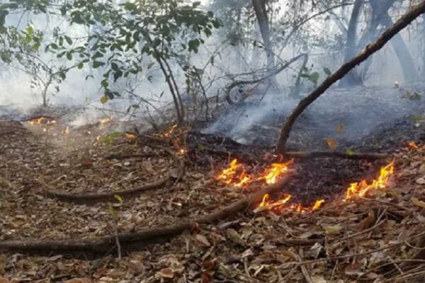 Nicaragua: Se verificó y atendió 7 incendios en las últimas horas
