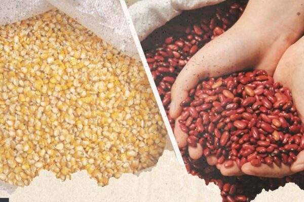Cosecha de Maíz y frijol registran buen comportamiento en el ciclo agrícola 2023/2024