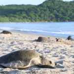 Instituciones nicaragüenses presentan plan de acción para proteger a las tortugas marinas