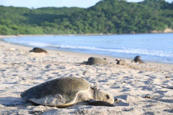 Instituciones nicaragüenses presentan plan de acción para proteger a las tortugas marinas