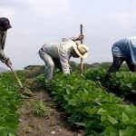 Producción nacional en Nicaragua con buen comportamiento