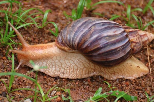 Caracol gigante africano es interceptado en Nicaragua: Medidas de Bioseguridad Reforzadas