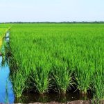 Ministerio Agropecuario de Nicaragua Reporta Buenas Perspectivas en la Siembra de Arroz Secano