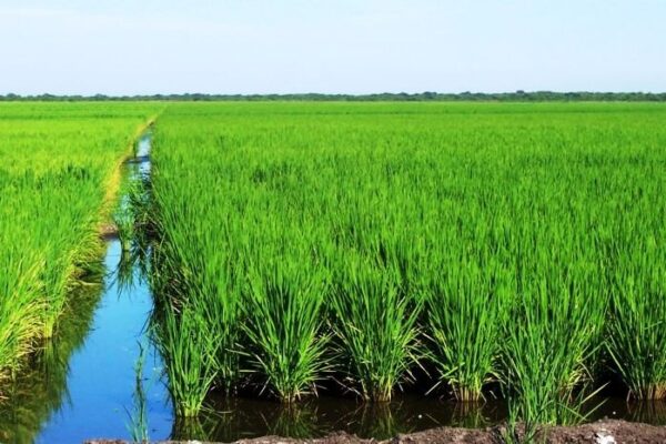 Ministerio Agropecuario de Nicaragua Reporta Buenas Perspectivas en la Siembra de Arroz Secano