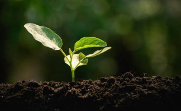 Moisés Absalón Pastora: ¿Qué es la vida?