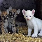 Presentación de Itzae, la Puma Albina: Un Evento Único en el Zoológico Thomas Belt de Juigalpa