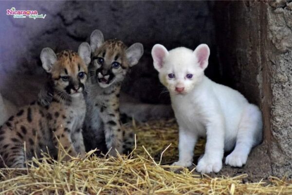 Presentación de Itzae, la Puma Albina: Un Evento Único en el Zoológico Thomas Belt de Juigalpa