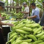 Exportaciones de Plátano Nicaragüense Experimentan un Impresionante Aumento del 39.5%