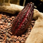 El Cacao Nicaragüense: Un Éxito que Impulsa la Producción y Exportación