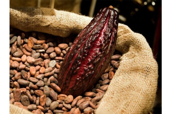 El Cacao Nicaragüense: Un Éxito que Impulsa la Producción y Exportación