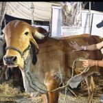 Destacada exhibición de 370 ejemplares genéticos en la pasada Feria Ganadera de Estelí