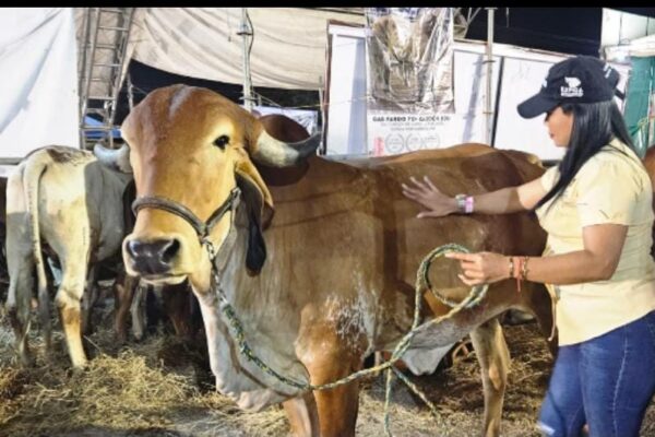 Destacada exhibición de 370 ejemplares genéticos en la pasada Feria Ganadera de Estelí