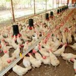 CRECE PRODUCCIÓN NACIONAL AVÍCOLA 2023