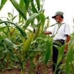 17 Años de Buen Gobierno: Logros Destacados en la Seguridad Alimentaria y Productividad Agrícola