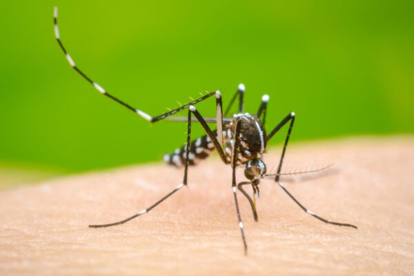 Nicaragua presenta está semana menos contagios de dengue
