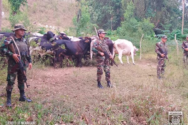 Sexto Comando Militar realiza ocupación de semovientes en Wiwilí