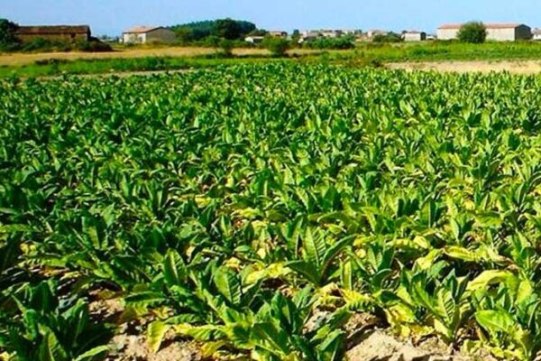Nicaragua incrementa producción nacional de tabaco