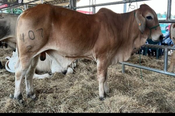 Familias de Siuna vivieron cuatro alegres días de Feria Ganadera