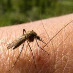 Nicaragua reporta disminución de contagios en Dengue, Neumonía e Influenza