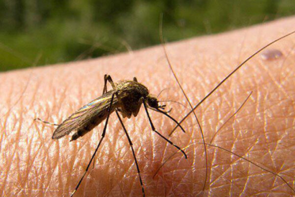 Nicaragua reporta disminución de contagios en Dengue, Neumonía e Influenza