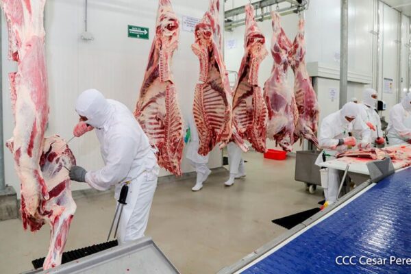 Nicaragua: Aumenta producción nacional de carne bovina en primeros meses del 2024