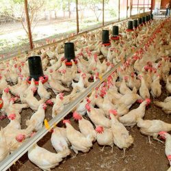 Sector avícola nicaragüense muestra crecimiento sostenido