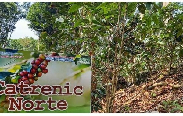 Conoce las distintas variedades de café especial en La Dalia