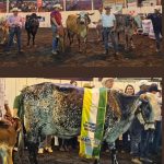 Así celebraron ganaderos del país el Certamen Nacional de la Vaca Lechera, 2024
