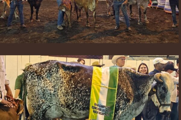 Así celebraron ganaderos del país el Certamen Nacional de la Vaca Lechera, 2024
