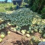 Producción de Melón Sandía en auge